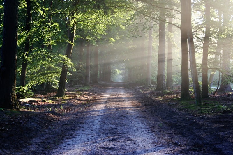 Forest Path Walking Meditation