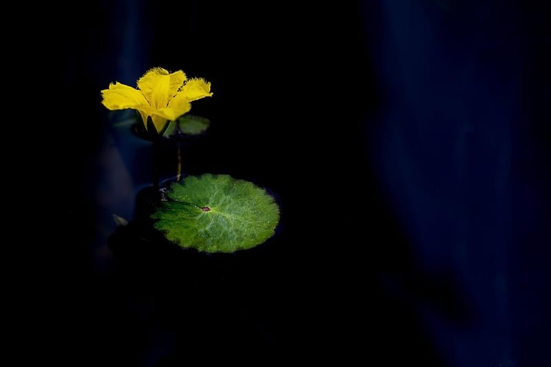 Lotus position meditation image